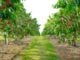 Cherry orchard