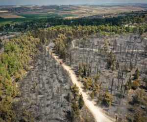 wildfire