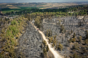 wildfire