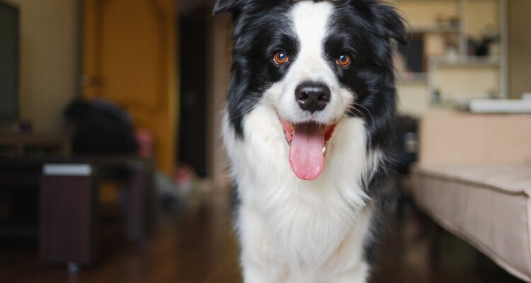Israeli startup trains dogs to sniff out cancer in groundbreaking early detection method
