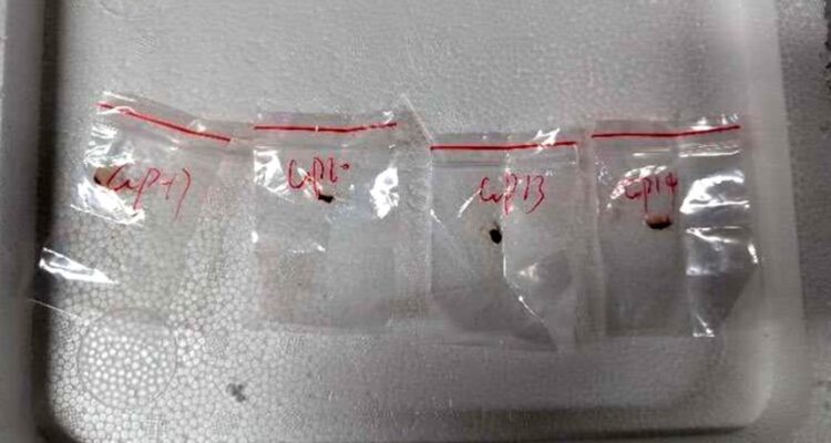 CCP-linked scholar arrested for scheme to smuggle crop-destroying pathogen into US, prosecutors say