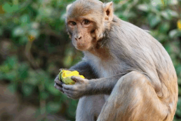 Monkey business in Ramla ends in capture at cement factory