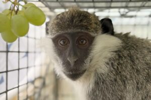 monkey