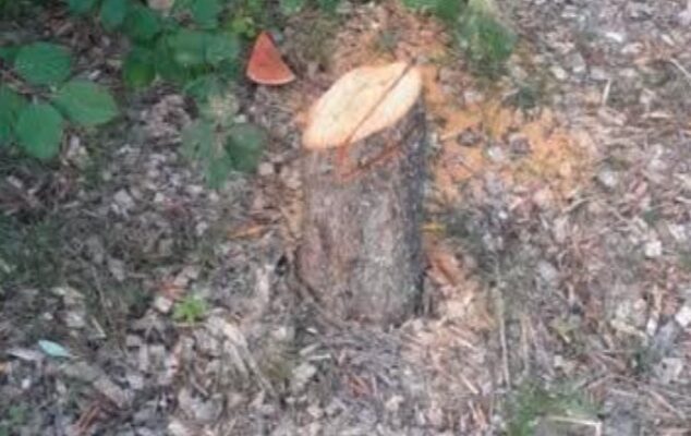 Olive tree honoring murdered Jew Ilan Halimi cut down in France, sparking outrage amid rising antisemitism
