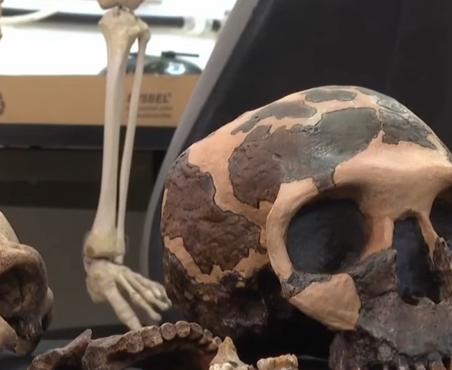 Ancient skulls