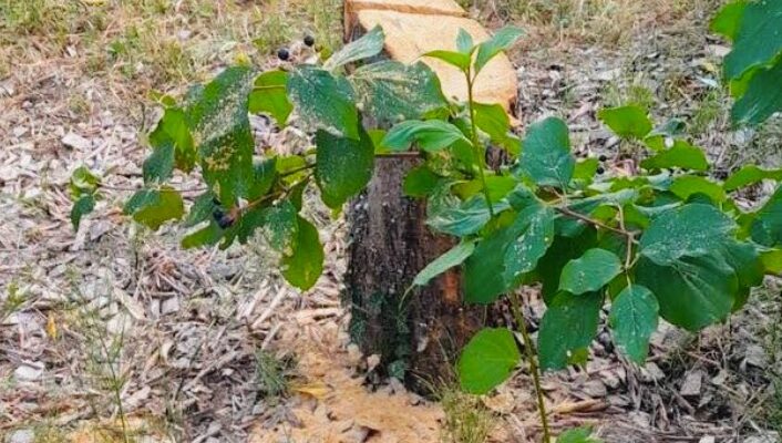 Tunisian brothers to face trial for cutting down olive tree honoring murdered Jew in France