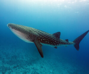 whale shark
