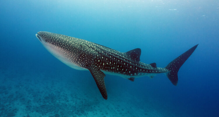 Rare whale shark that drew crowds in Israel meets grisly end in Gaza