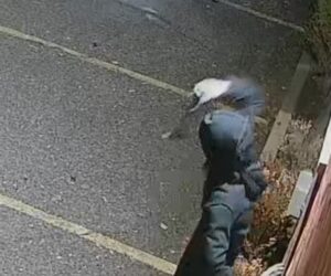 Synagogue vandalism