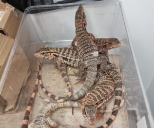 ben gurion lizard