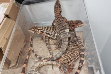 ben gurion lizard