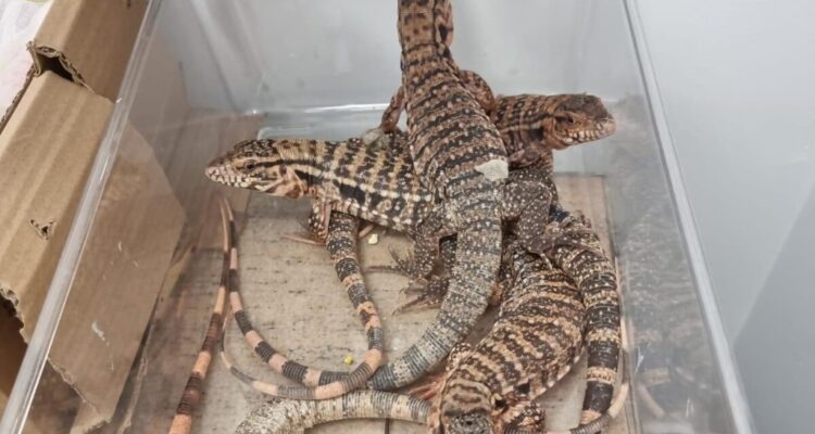 Man caught entering Israel with 186 exotic animals stuffed in his suitcase