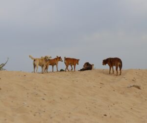 Stray dogs
