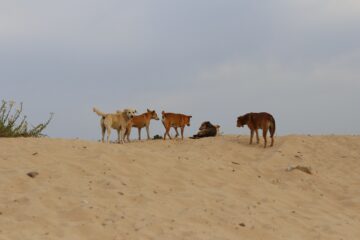 Stray dogs