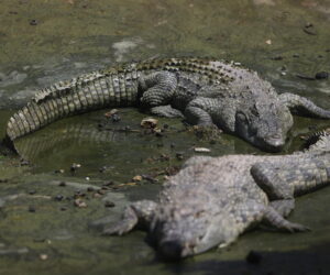 Crocodiles