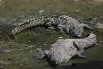 Crocodiles