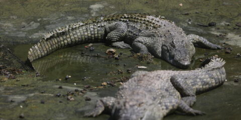 Crocodiles