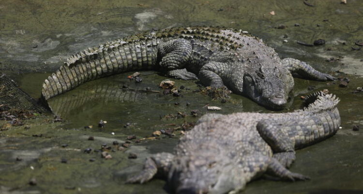 Israel reclassifies crocodiles, opening door for Ben-Gvir’s prison moat plan