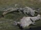 Crocodiles