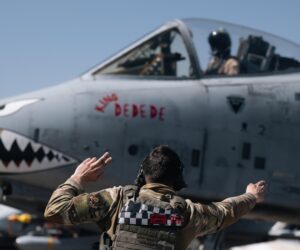 warthog