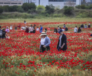 poppy field