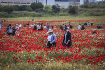 poppy field