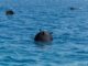 sea mines