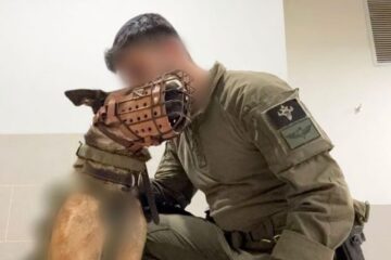 Bernie, IDF dog