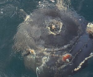 iran sea mine