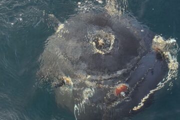 iran sea mine