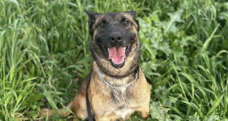 IDF dog killed after exposing Hezbollah terrorists, saving troops