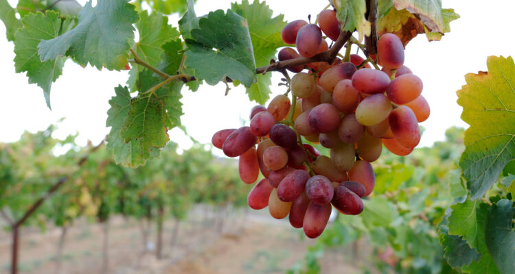Negev recognized as first desert wine region