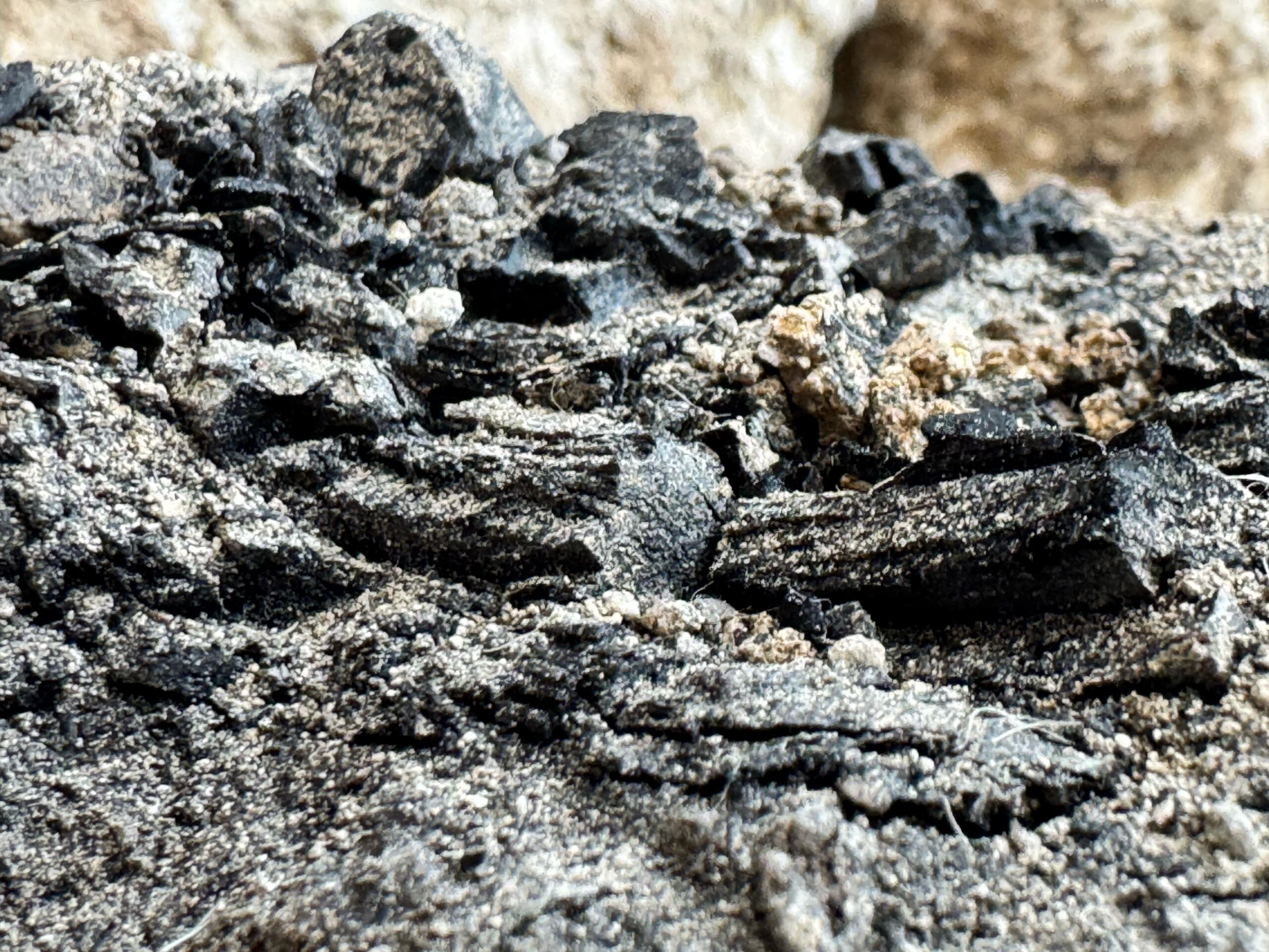 First Temple fire remains