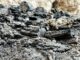 First Temple fire remains