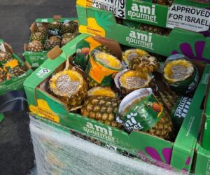 pineapples Gaza