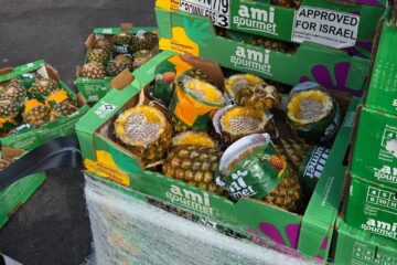 pineapples Gaza