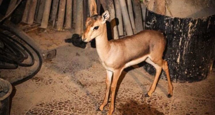 Only 6,000 remain: Israeli forces rescue gazelle fawn from suspected Palestinian poachers