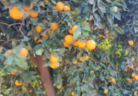 Orange farm
