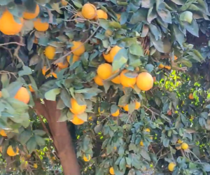Orange farm