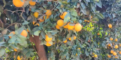 Orange farm