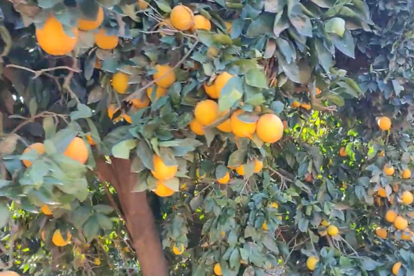 Orange farm