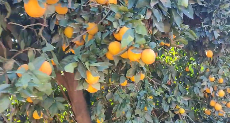 Israeli AI orange-picking robot could revolutionize citrus farming