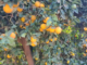 Orange farm