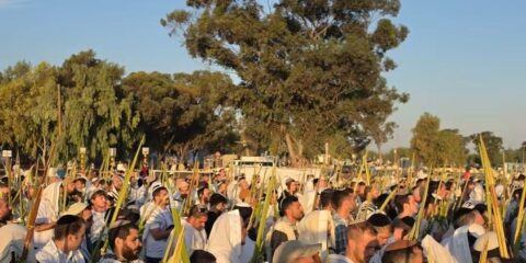 Nova festival